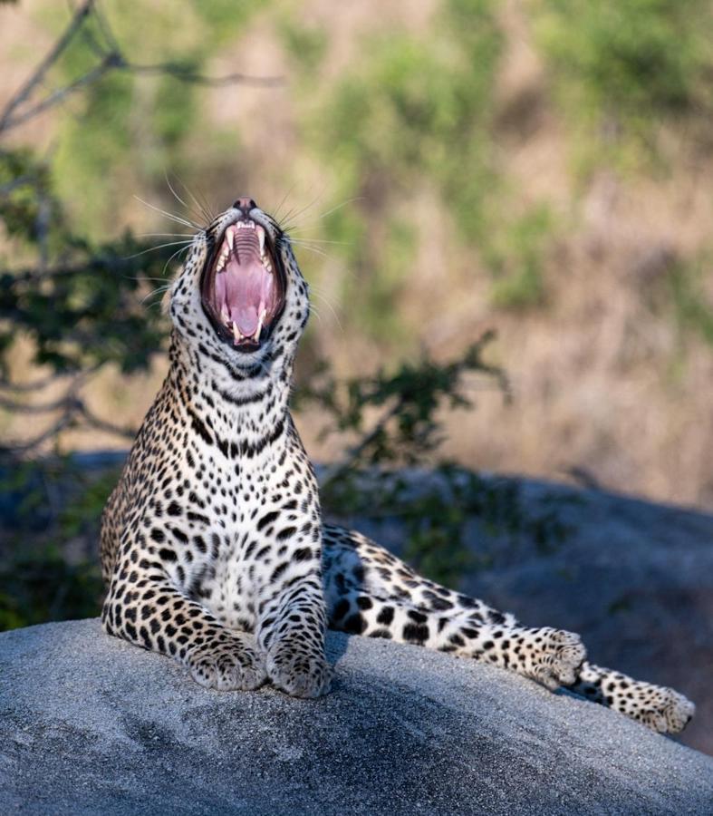 Kruger Shalati - Train on The Bridge&Garden Suites Skukuza Exterior foto