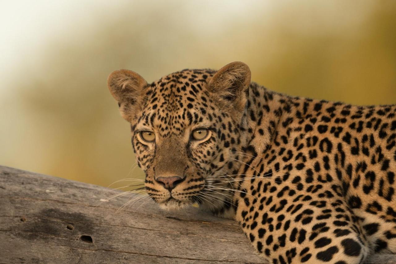 Kruger Shalati - Train on The Bridge&Garden Suites Skukuza Exterior foto
